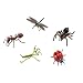 Hidden Kingdom Insect Collection