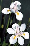 African Iris 10 Seeds/Seed - Moraea