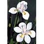 African Iris 10 Seeds - Moraea