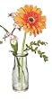 Orange Gerbera Daisy/Forget Me Not Milk Jar Floral Arrangement