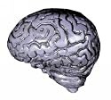 Brain-human Grey Prop