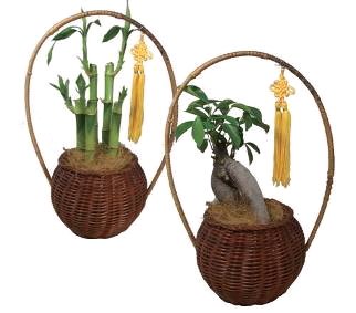 [敬老の日 花ギフト] 駕籠三昧２個セット 人気のある観葉植物（ガジュマル・ミリオンバンブー）を癒しの駕籠に。敬老の日のプレゼントに最適です♪
