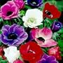 De Caen Anemone Windflowers 25 Bulbs