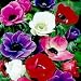 De Caen Anemone Windflowers 20 Bulbs