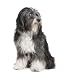 Tibetan Terrier (7 Years) - 18