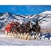 Budweiser Clydesdales Winter Bliss Jigsaw Puzzle 1000 White Mountain