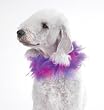 Dog Scrunchy Collar - Lavendar Scrunchy Pet Collar - Small