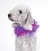 Dog Scrunchy Collar - Lavendar Scrunchy Pet Collar - Large