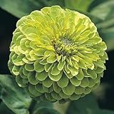 Green Envy Zinnia 100 Seeds/Seed -Vibrant- SALE* - FREE SHIPPING ON ADDITIONAL HIRTS SEEDS ORDERED & PAID WITH ONE PAYMENT!