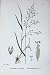 Wood Meadow Grass Botany Plants C1902 Poa Nemoralis