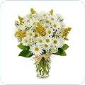 Daisies