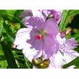 Elsie Heugh Miniature Hollyhock - Sidalcea - Hardy
