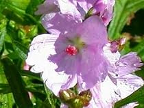 Elsie Heugh Miniature Hollyhock - Sidalcea - Hardy