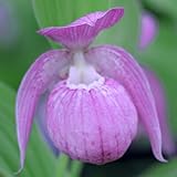 [ アツモリソウ ] マクランサム 1芽株