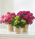 Same Day Flower Delivery Blooming Plant for Sympathy