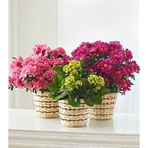 Amazon.com: SAME DAY FLOWER DELIVERY Blooming Plant for Sympathy ...