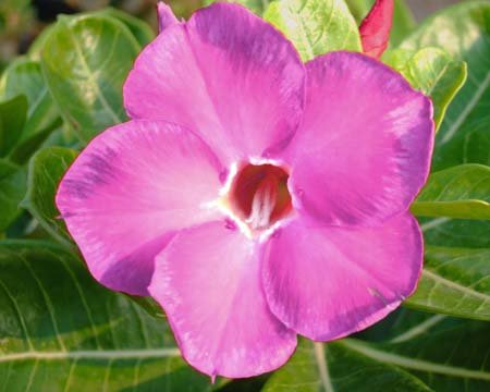 Adenium obesum - Wüstenrose - rot-pinke Blüte - 5 Samen #144