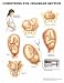 Book Conditions For Cesarean Section Anatomical Chart