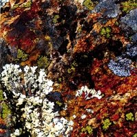 Lichens by  Gianni Gebbia, Damon Smith, and Weasel Walter 