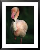 A Pink Flamingo Stands on One Leg Photographers Framed Art Poster Print, 25x31