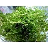 ���i�̏ڍ�