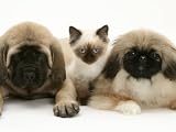 Pekingese and English Mastiff Puppies with Birman-Cross Kitten Photographic Poster Print by Jane Burton, 12x9