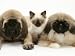 Pekingese and English Mastiff Puppies with Birman-Cross Kitten Animals Photographic Poster Print by Jane Burton, 12x9