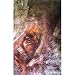Converge - Posters - Limited Concert Promo