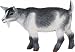 Safari Farm Pygmy Nanny Goat