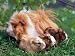 Domestic Guinea Pig with Young, Europe Art Photographic Poster Print by Reinhard, 16x12