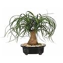 LOUSBONSAINURSERY LARGE PONYTAIL BONSAI TREE (INDOOR TREE)