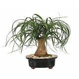 LOUSBONSAINURSERY LARGE PONYTAIL BONSAI TREE (INDOOR TREE)