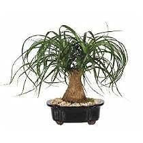 LOUSBONSAINURSERY LARGE PONYTAIL BONSAI TREE (INDOOR TREE)