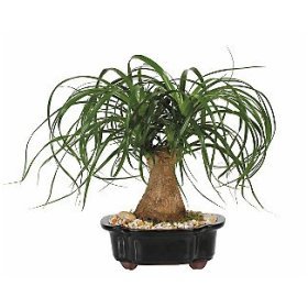 LOUSBONSAINURSERY LARGE PONYTAIL BONSAI TREE (INDOOR TREE)