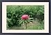 Framed Prints of Milk Thistle from Ardea Wildlife Pets