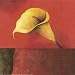Cala Lily on Red Art Poster Print by Claudio Furlan, 12x12