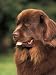 Brown Newfoundland Portrait Animals Photographic Poster Print by Adriano Bacchella, 12x16