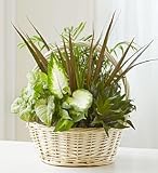 Funeral Flowers by 1800Flowers.com - Classic Sympathy Dish Garden - Medium