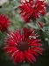 Bee Balm Plants, Whose Flowers Draw Hummingbirds and Bees Photographic Poster Print by Sam Abell, 30x40