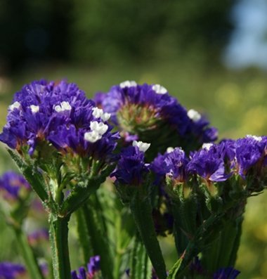 Flower Statice Midnight Blue D1917A (Multi Color) 200 Open Pollinated Seeds by David's Garden Seeds Flower Statice Midnight Blue D1917A (Multi Color) 200 Open Pollinated Seeds by David's Garden Seeds