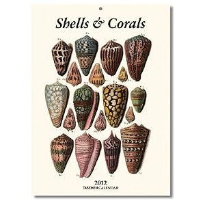 Shells Engravings Prints Large 2012 Calendar