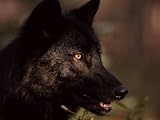 Grey Wolf in Woodland, Minnesota, USA Photographic Poster Print by Lynn M. Stone, 12x16