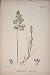 Air Grass Flower Plant Colour Antique Print 1878