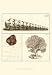 Shell Classification I - Vision studio Art Print Poster 13 x 19
