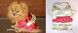 Pet Supplies : Gold Janpanese Style Girl Kimono Dog Clothes Size 10