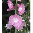 Miniature Hollyhock Seeds, Sidalcea malviflora