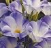 Twinkle Blue Blush Lisianthus 20 Seeds - Eustoma-Annual