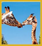 Hi Baby! (2 giraffes) Bookmark