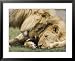 Adult Male Lion Greeting His Son, Serengeti National Park, Tanzania, East Africa, Africa Animals Framed Art Poster Print by James Hager, 31x25