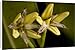 Canvas Prints of ROG-12156 Red mangrove in flower from Ardea Wildlife Pets